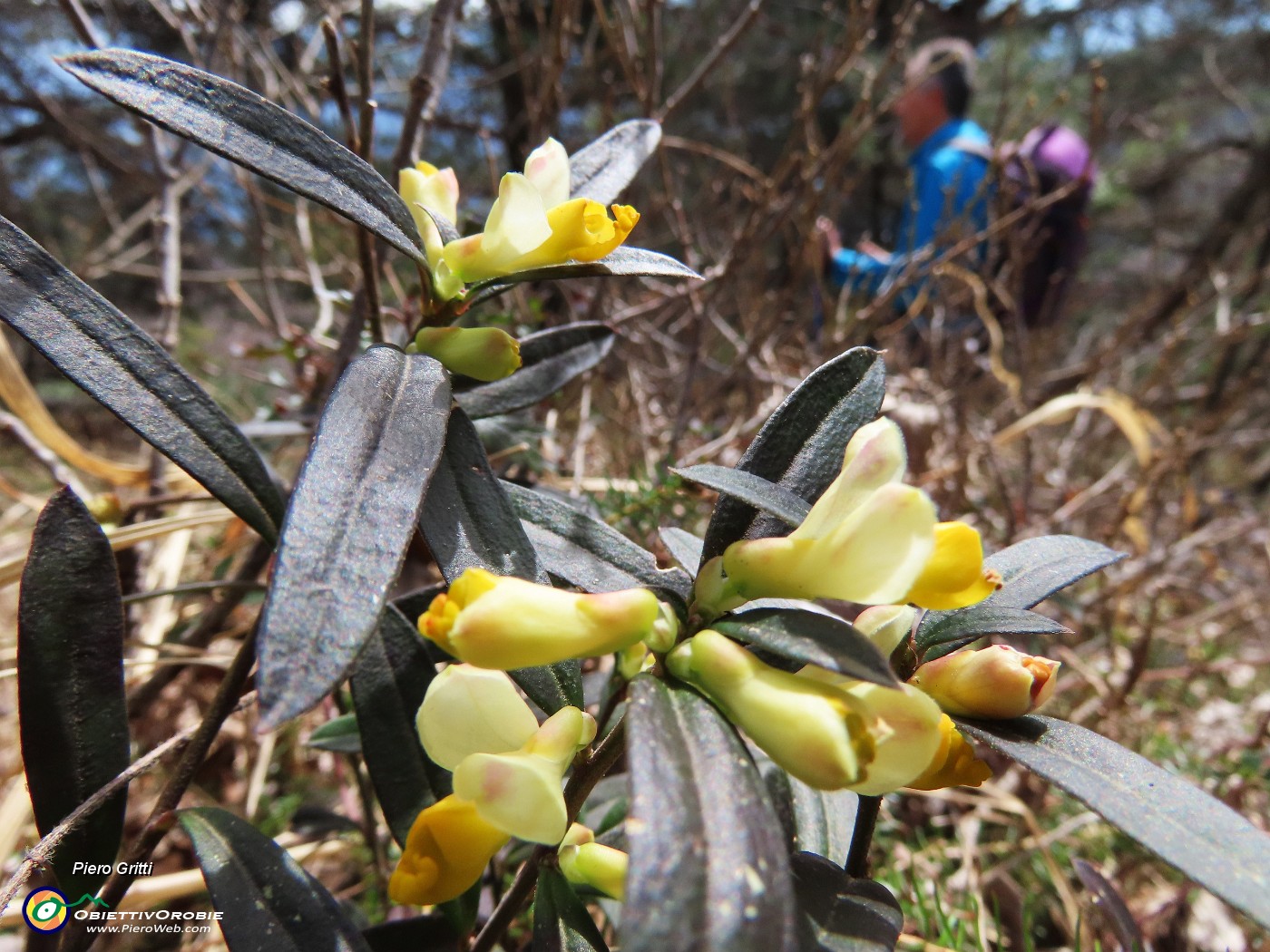 61 Polygala - Falso bosso.JPG